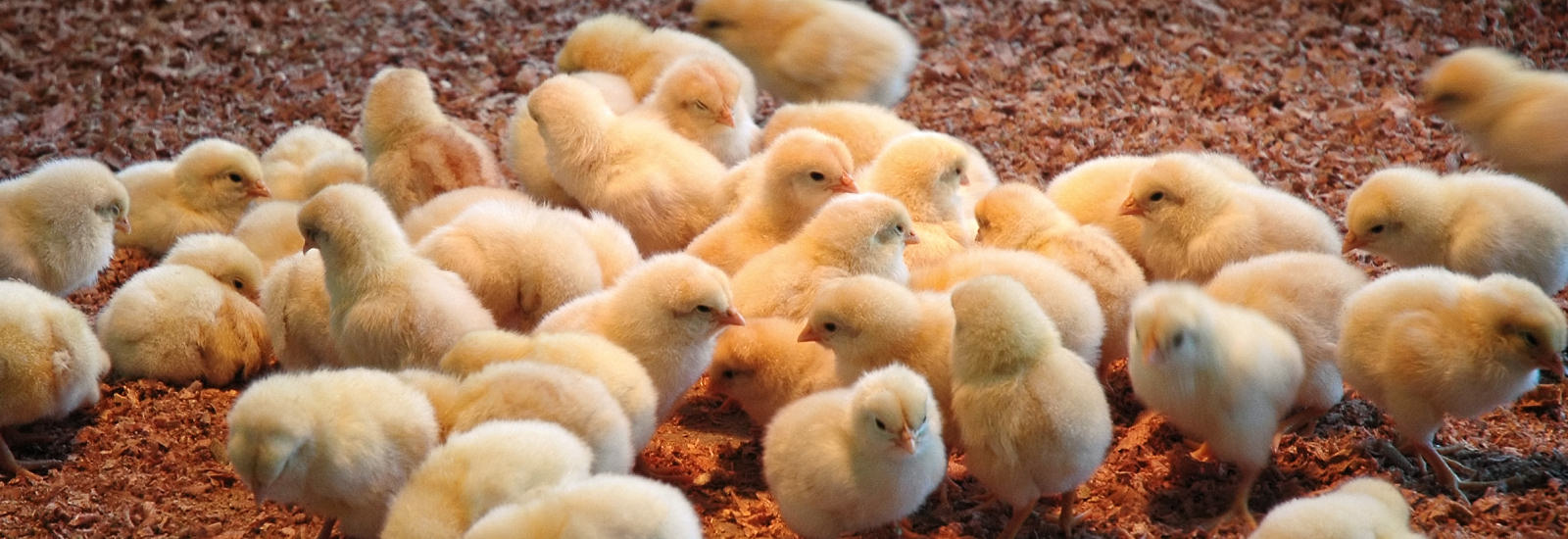 Devon poultry farm lit by cheap solar energy.